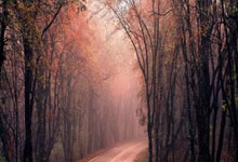 夏天备孕食欲不振怎么办 推荐几款美食让你胃口大开